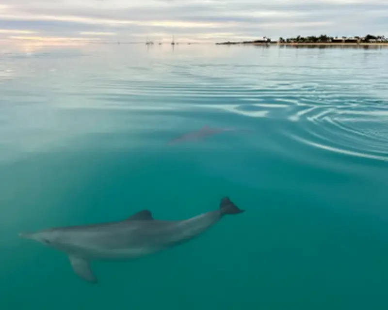 Female dolphins avoid aggressive males by remembering their calls
