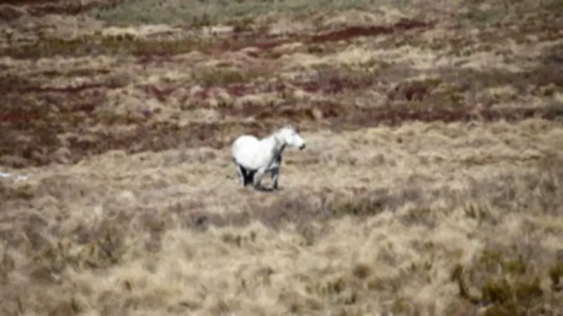 Feral Horse Numbers Surge in Kosciuszko National Park: Urgent Action Needed