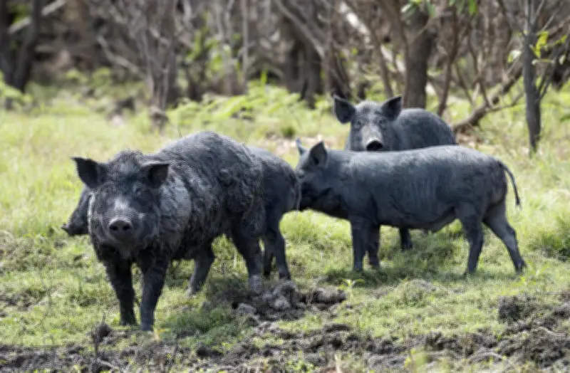 Feral Pig Crisis in Australia: Government Criticized for Inaction as Numbers Soar
