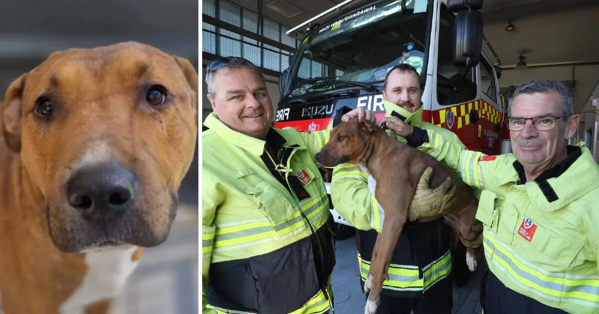 Unclaimed Dog Rescued from Between Walls in Albion Park Up for Adoption