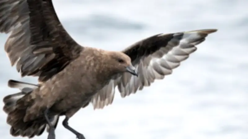 First H5N1 Bird Flu Case Confirmed in Australia: What It Means
