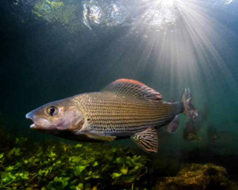 First Woman Chair of Grayling Society Aims to Protect 'Lady of the Stream'