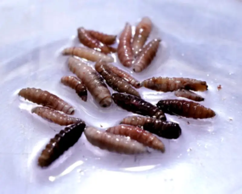 Flesh-eating screwworm parasite found in Texas calf after 60 years
