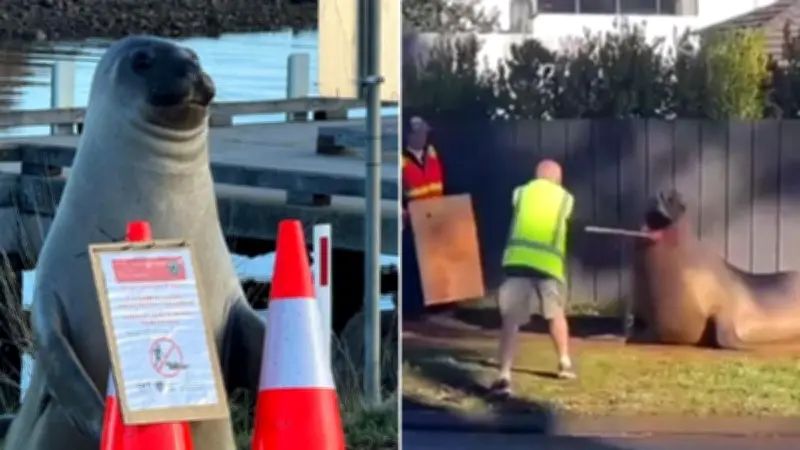 Footage Shows Wildlife Officer Prodding Beloved Seal Neil in Tasmania