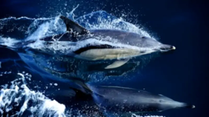 Forever Chemicals in Whales and Dolphins Rising Globally, Study Finds