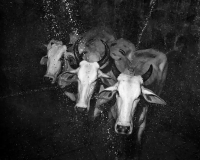 Fotofestiwal 2026: Photography Festival Explores Collective Experience in Łódź