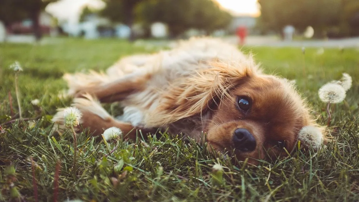 Fremantle Council Proposes Dog Ban Near Playgrounds