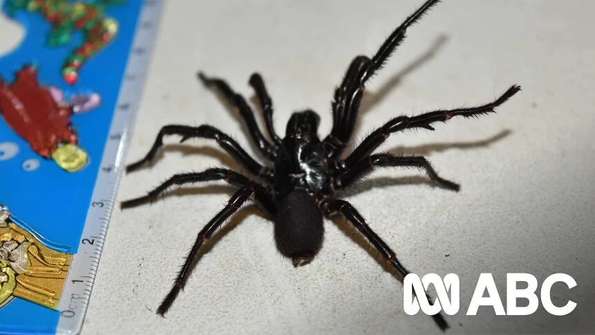 Newcastle Residents Urged to Watch for Funnel-Web Spiders Before Winter