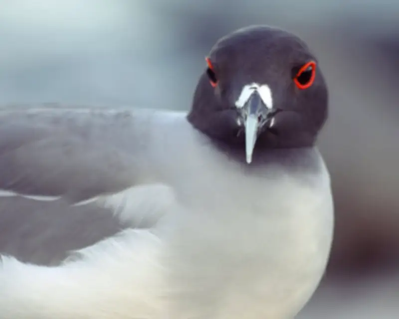 Galápagos Gulls: Rare Night-Feeding and World's Rarest Species