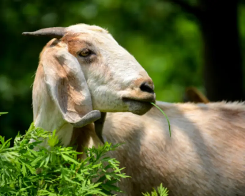 Goats Can Find Food by Following Human Voice, Study Finds