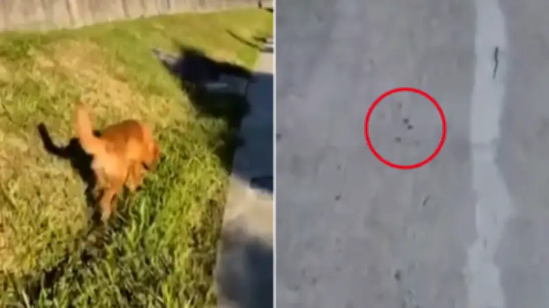 Golden Retriever Uses Instagram Training to Rescue Injured Dog