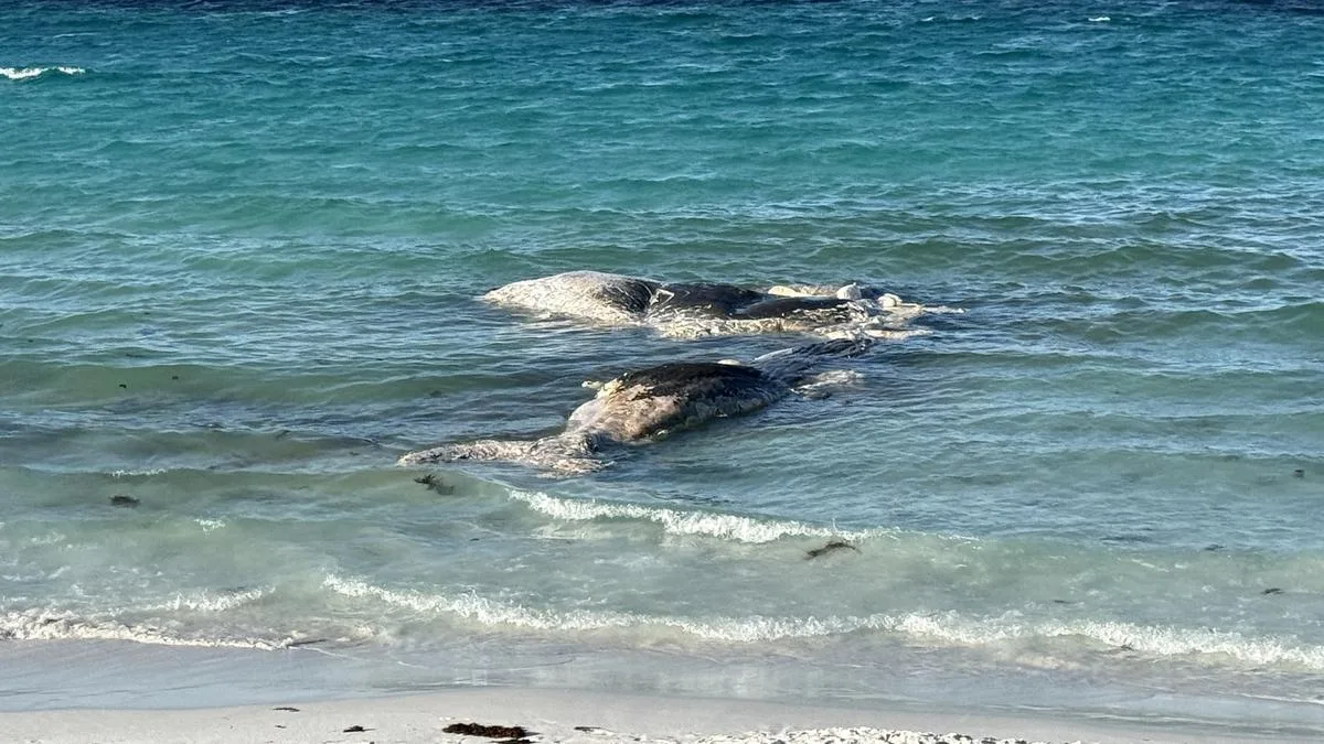 Goode Beach Closed After Great White Sharks Spotted Near Shore