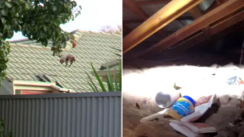 Grandmother's roof squatter discovery sparks urgent government inquiry