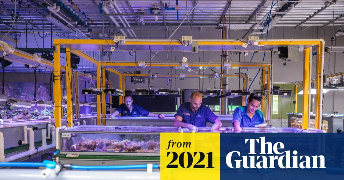 Great Barrier Reef's Spectacular Coral Spawning Event Aids Heat-Tolerant Breeding