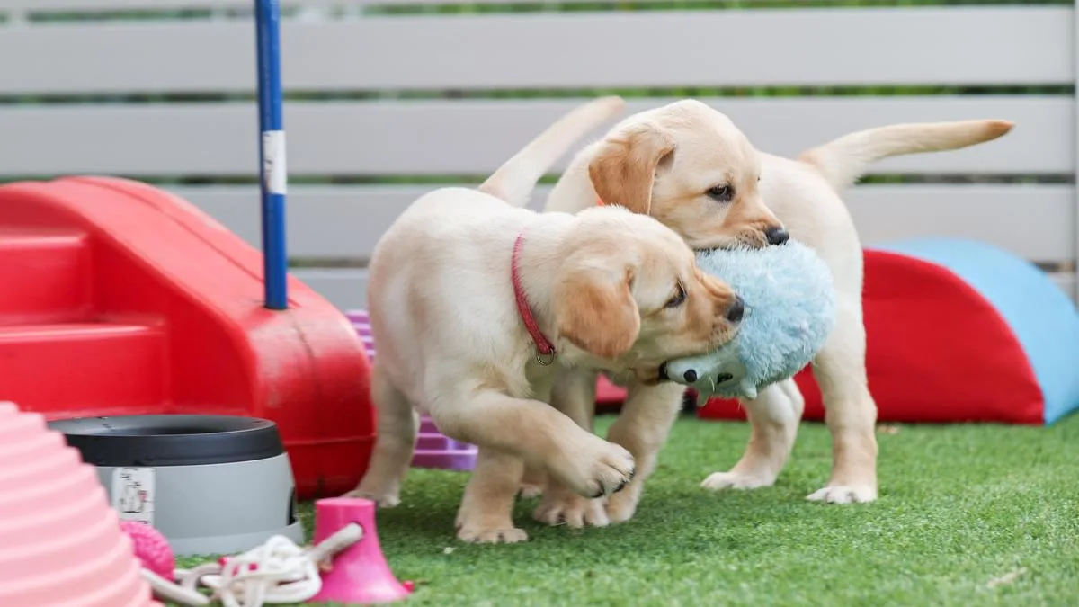 Guide Dogs WA Marks 75 Years with Puppy Celebrations for International Guide Dog Day