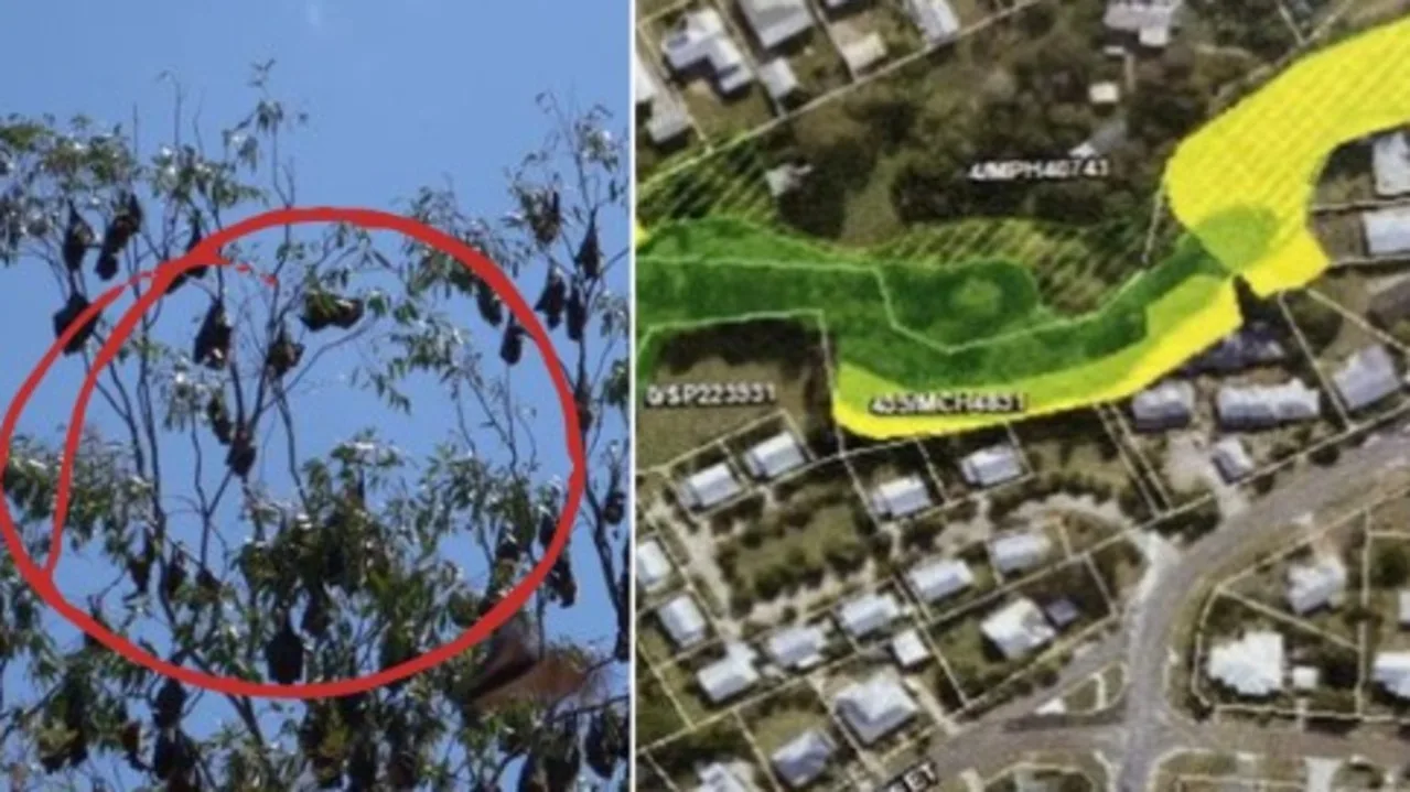 Gympie Bat Crisis Forces Council To Consider Buyback