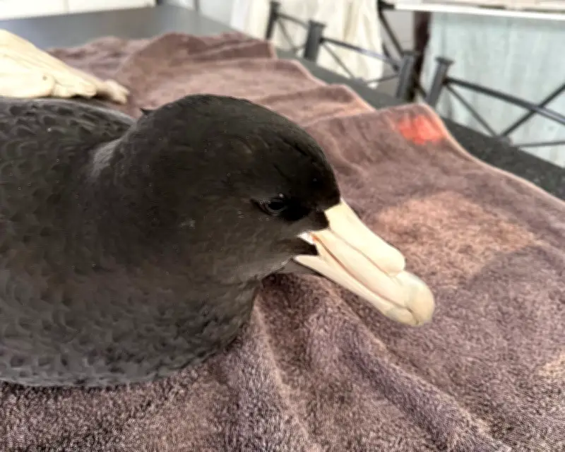 H5N1 Bird Flu Found in Brown Skuas and Giant Petrels in WA
