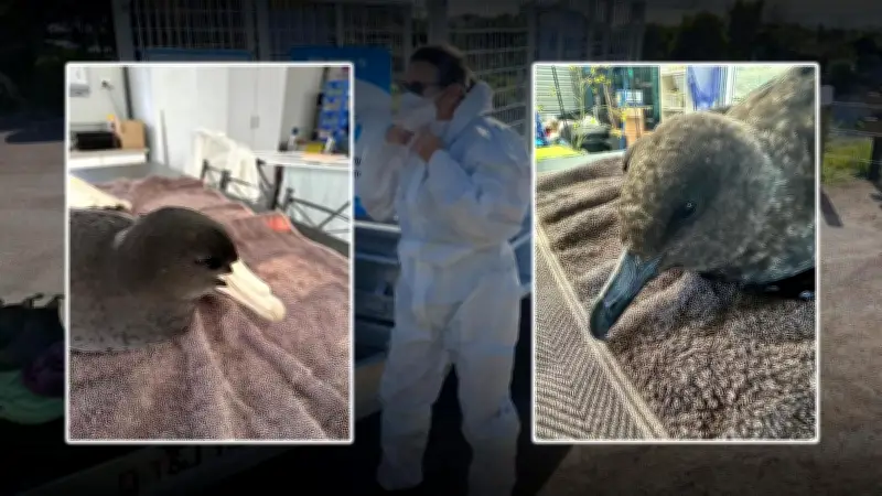 H5N1 Bird Flu Suspected in WA Petrel as Samples Sent for Testing