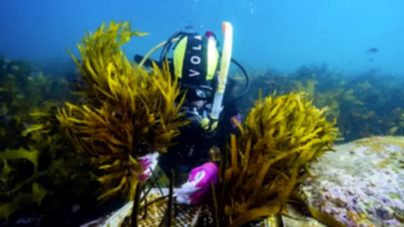 Heat Threatens Australia's Seaweed Forests; Biobanks Offer Hope