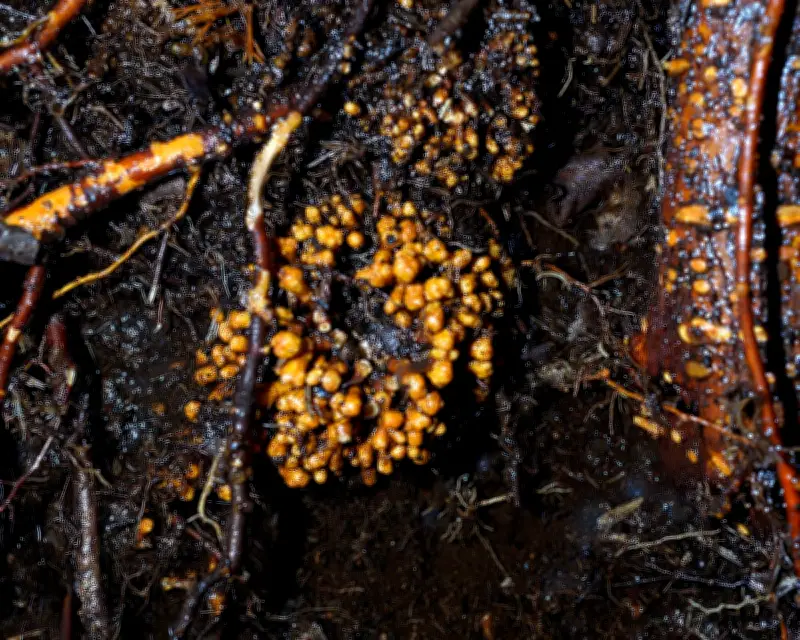 Hidden Fungi Networks Crucial for Plant Life Mapped Globally