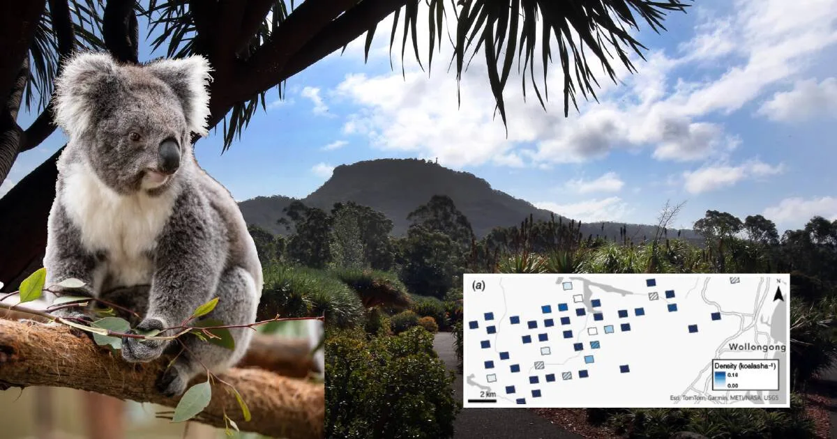 Thermal drones uncover hidden koala stronghold near Wollongong