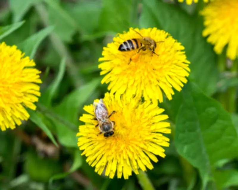 Honeybees Blend Food from Pollen and Larvae for Balanced Diet, Study Finds