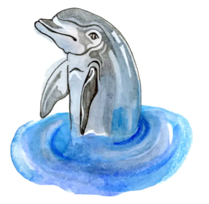 How Dolphins Breathe and Clouds Move: Kids Quiz Answers