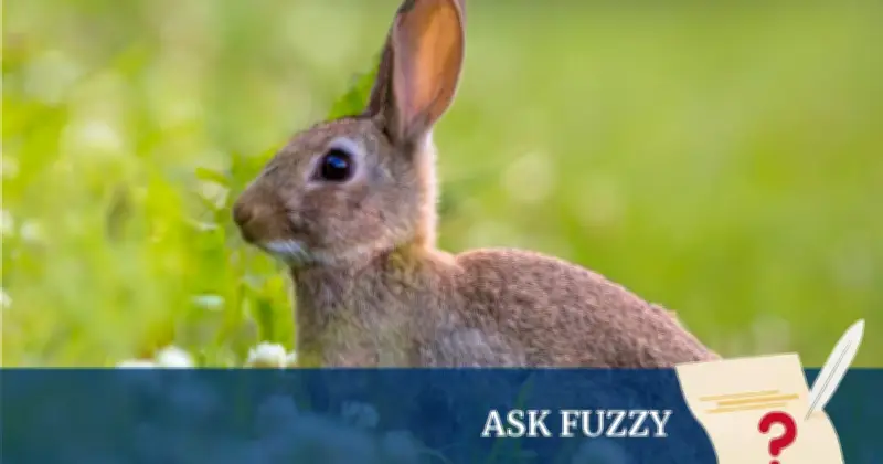 How Introduced Species Wreaked Havoc on Australia's Native Ecology