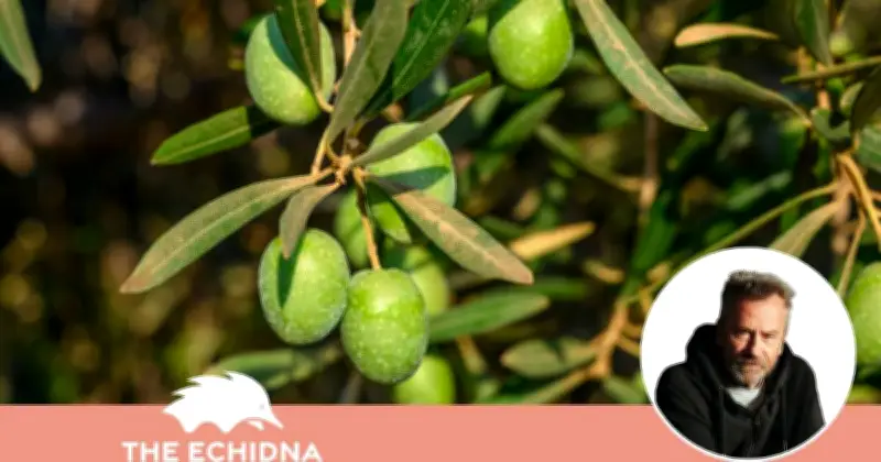 How Olives Transformed from First Taste Disgust to Culinary Delight