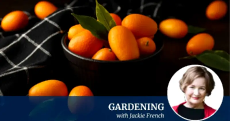 How to Grow Cumquats in Canberra and What to Do With Them