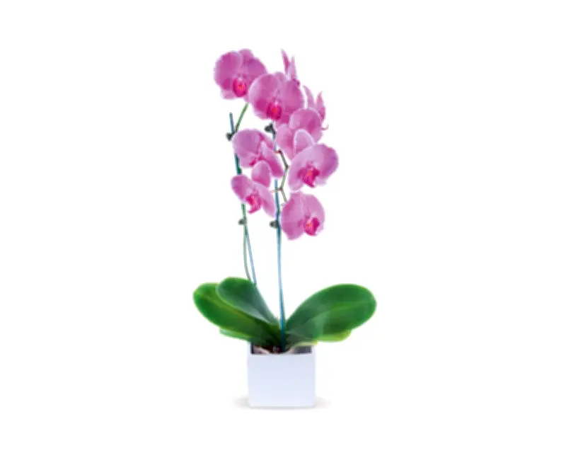 How to Keep Orchids Flowering: Expert Hacks