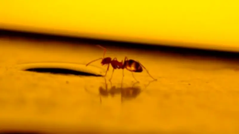 How to Live Peacefully with Spiders and Bugs in Your Home