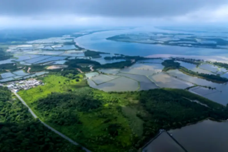 How World's Appetite for Shrimp Destroys Ecuador Mangroves