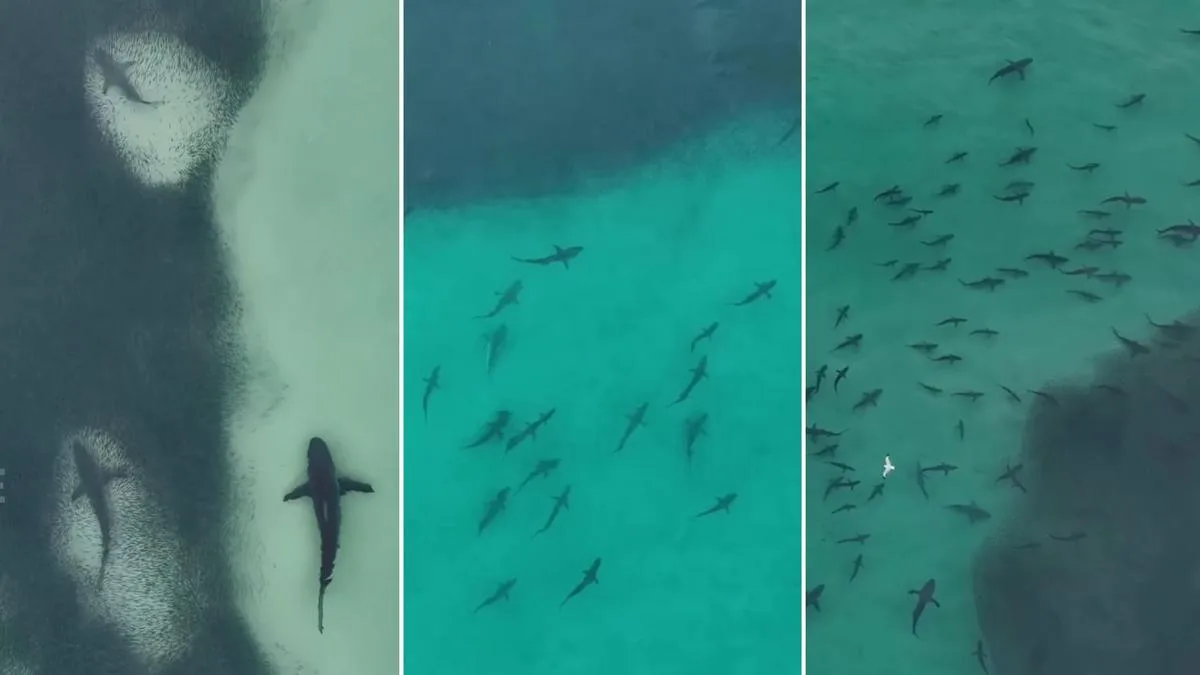 Hundreds of Sharks Spotted Close to Shore at Moreton Island