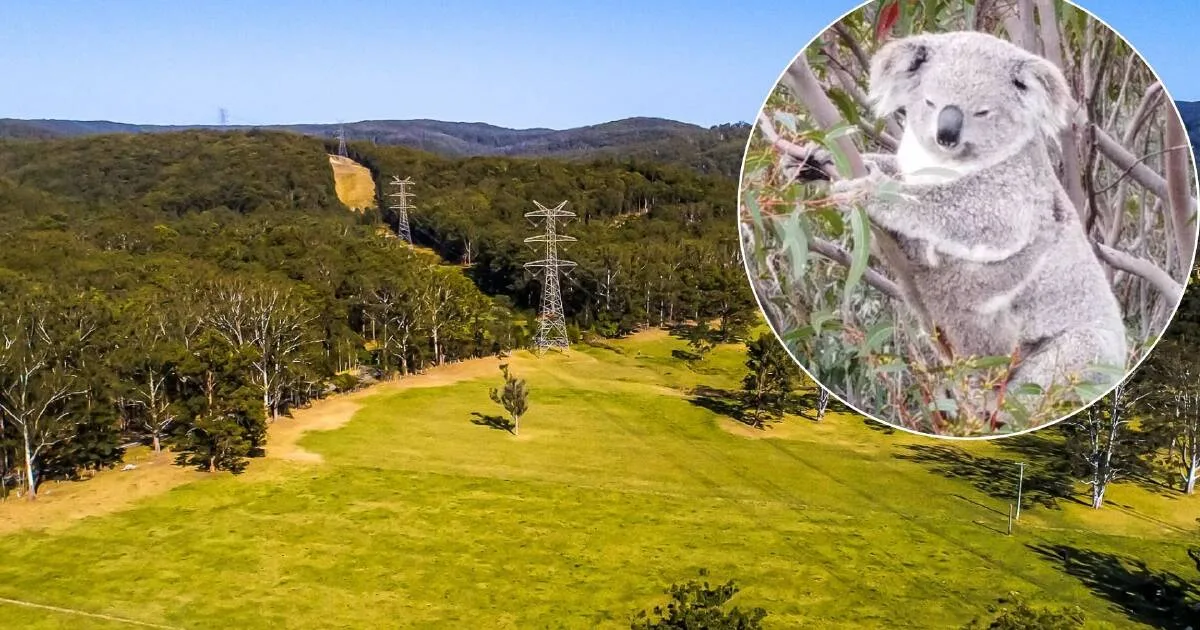 Biodiversity Council Slams Hunter Clean Energy Project for 'Significant and Irreversible Impacts'