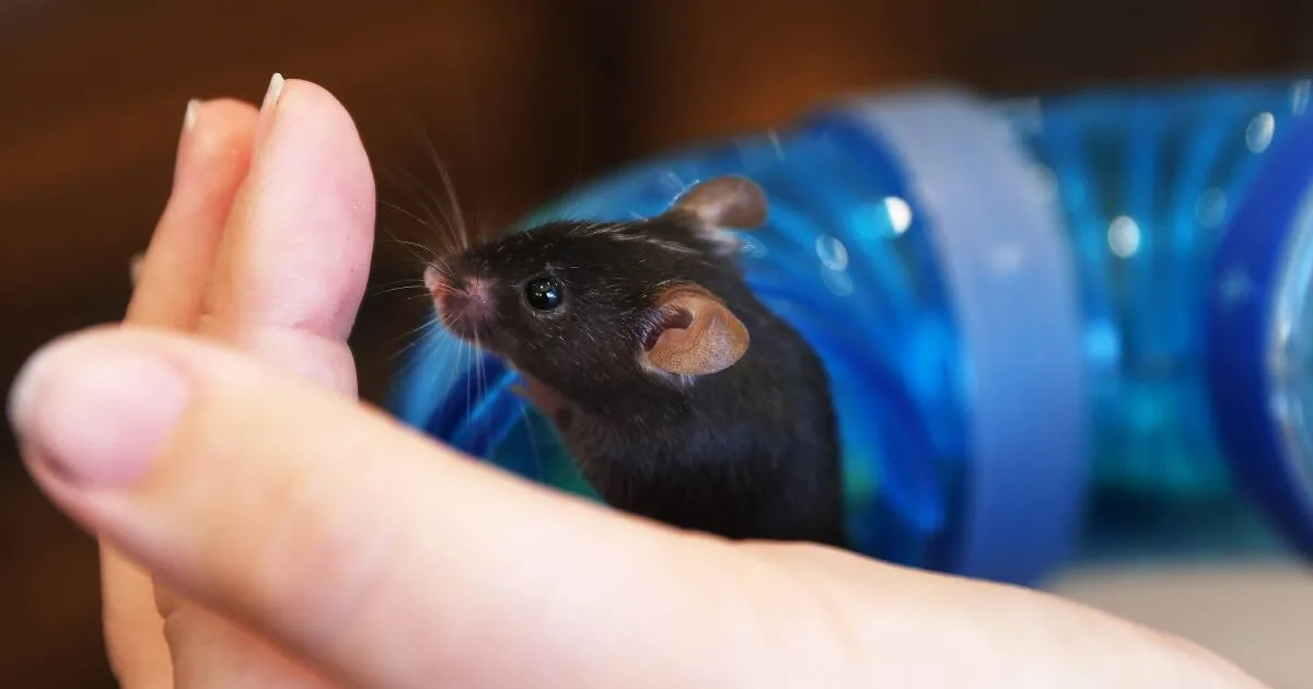 Hunter RSPCA Seeks Homes for Rare Rodent Residents