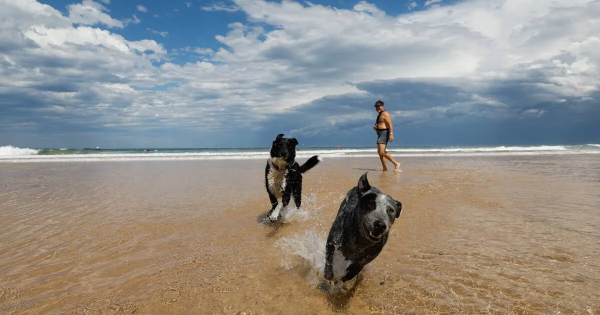 Illawarra Named Top 10 Pet Friendly Hotspot In Australia
