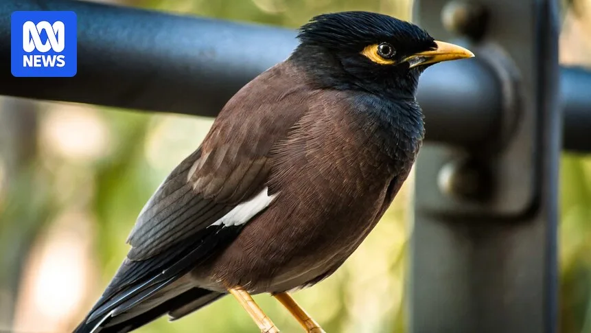 Townsville Urged to Cull Indian Myna Birds After Neighbouring Plan
