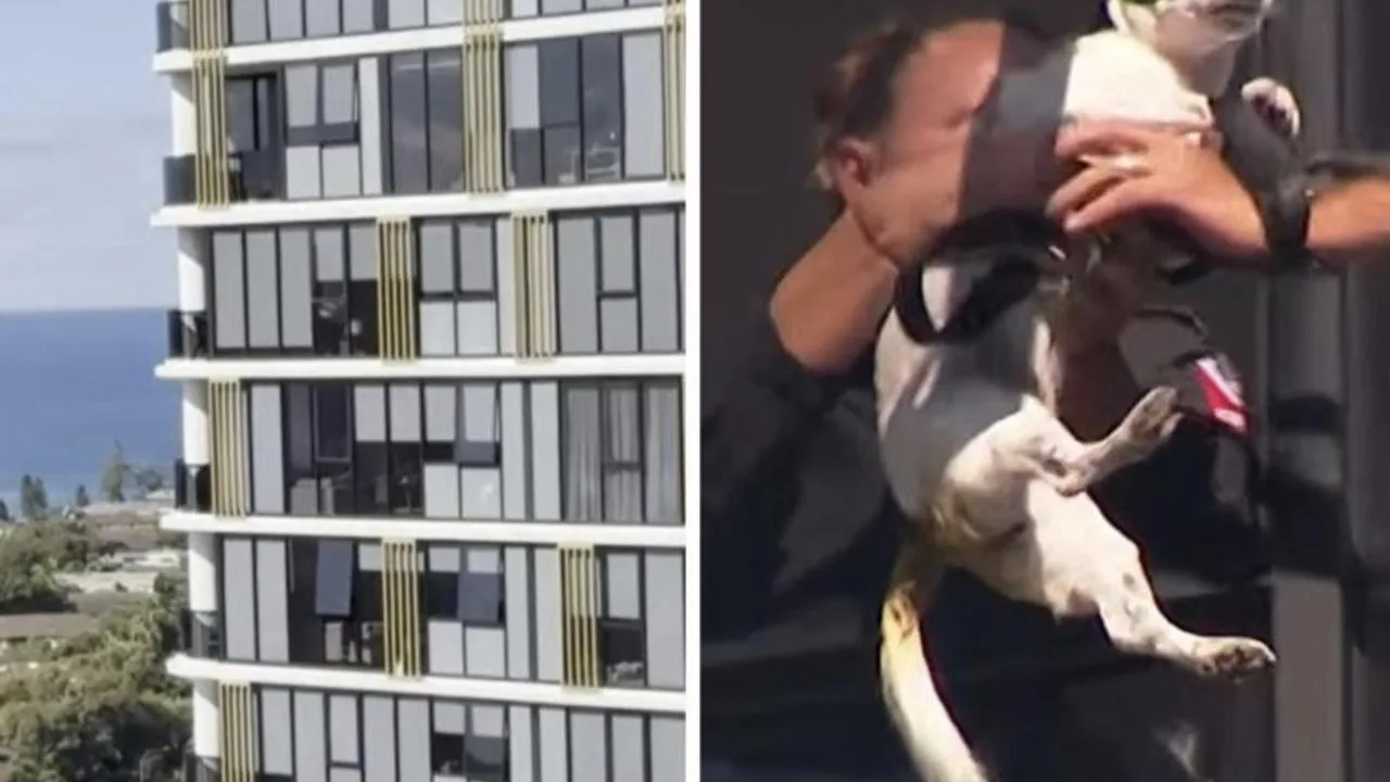 Jack Russell Rescued From 13th Floor Ledge In Sydney