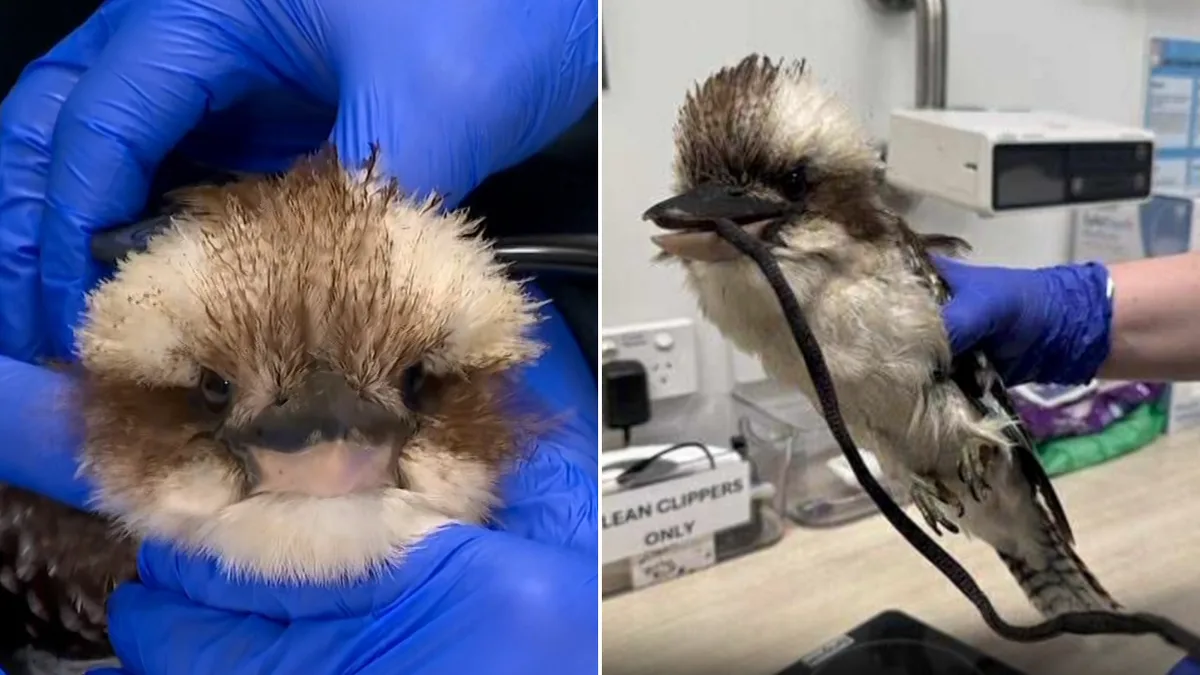 Kookaburra Saved After Choking On Shoelace In Sydney