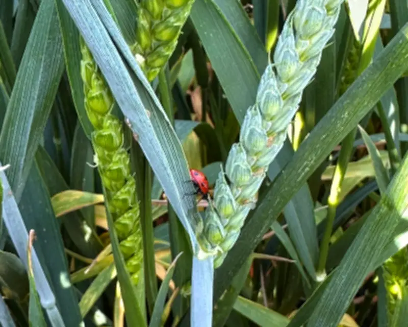 Ladybirds and Wasps: Unsung Heroes Protecting Farm Crops