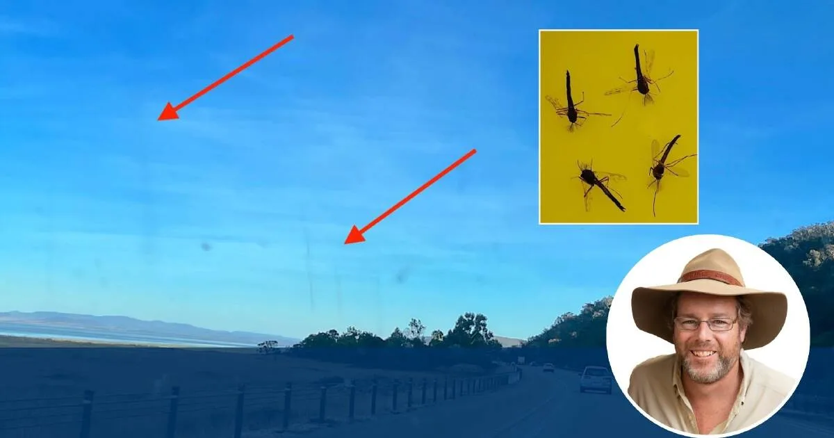 Midge Swarms Behind Lake George's Mysterious 'Smoke' Columns, Expert Says