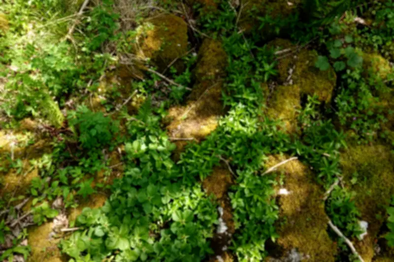 Limestone Pavement's Hidden Woodland Garden Revealed in Yorkshire