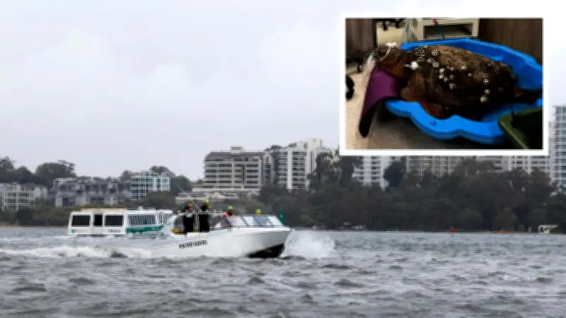 Loggerhead Turtle Displaced by Storm Dies in Swan River