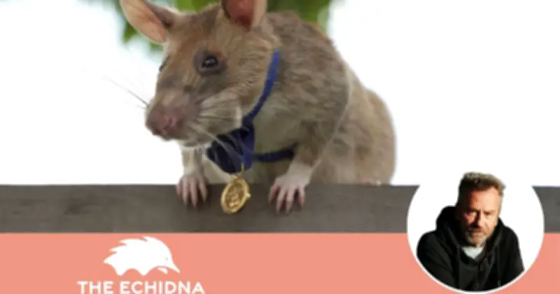 Magawa the Hero Rat: How He Cleared 22 Hectares of Landmines