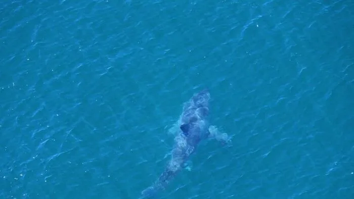 Failed Shark Barrier Trial Leaves Community Reeling After Fourth Attack