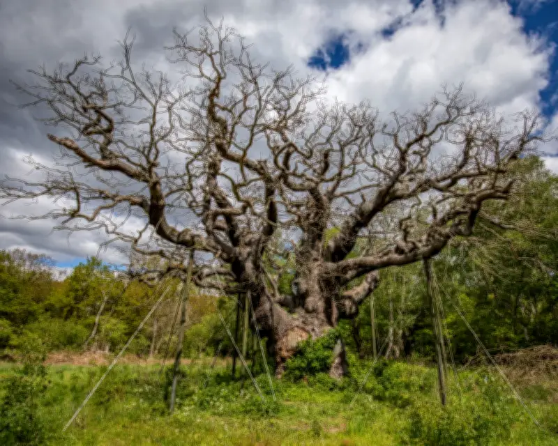 Major Oak in Sherwood Forest Dies at Estimated 1,000 Years Old
