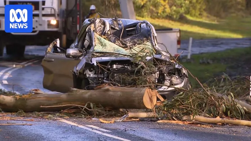 Man Dies After Tree Falls on Car in Victoria's South-West