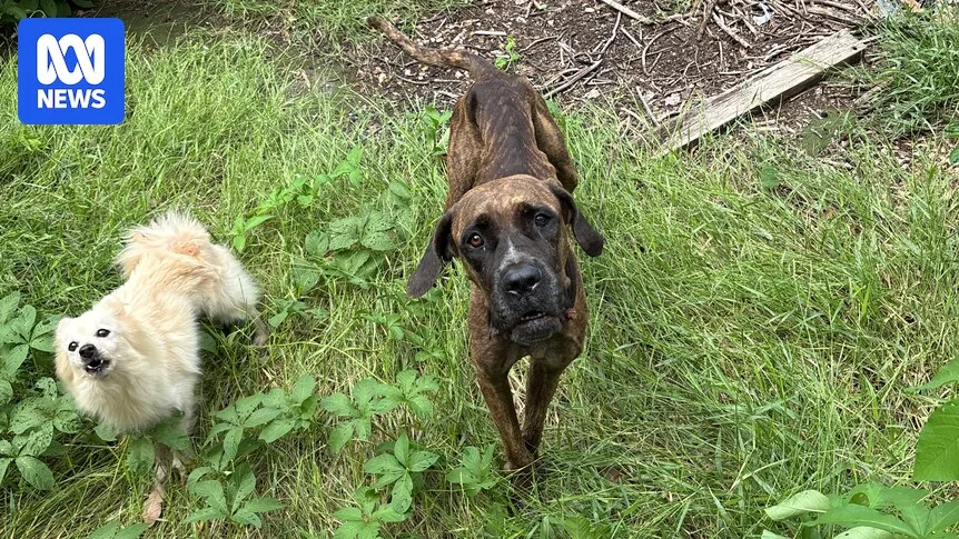 WA Man Fined and Banned for Neglecting Great Dane and Pomeranian