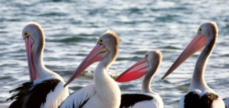 Mandurah Wildlife Rehab Centre Halts Seabird Admissions Amid Bird Flu Threat